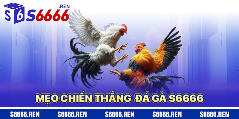 Mẹo Chiến Thắng Đá Gà S6666